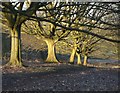 Hornbeams in February, Broomfield Hill