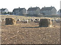 NT0146 : Sheep on kale stubble at Newbigging by M J Richardson
