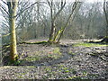 Stream in the woodland at Brackenbed, Wheatley, Halifax