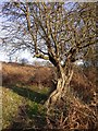 Gnarled old thorn tree in Granny Hollow, Richmond Park