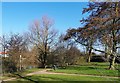 The village pond, Carlton in Lindrick