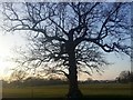 Tree in Roe Green Park, Kingsbury