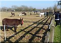 The Donkey Sanctuary, Weston