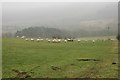 Sheep on a misty day