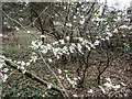 Roadside Blackthorn