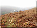 Hillside on Comin Coed-y-Moeth