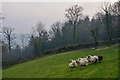 Mid Devon : Grassy Field & Sheep