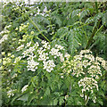 SP2965 : Flowers of Hemlock (Conium maculatum) by Robin Stott