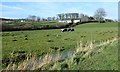 Rough grazing between the towpath and the railway