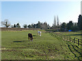 Horses in a paddock by Knutsford Road