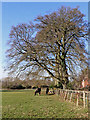 Grazing near Patshull Hall in Staffordshire