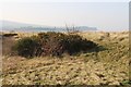 Scrub on the dunes at Seafield, Ayr