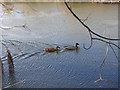 Duck and drake Mallards on the Wensum