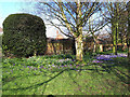 Early spring flowers in Sandbach park