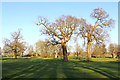 SO7999 : Oak trees on Patshull Park golf course, Staffordshire by Roger  D Kidd