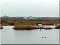 SE3828 : St Aidan's nature reserve, looking west by Stephen Craven