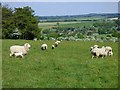 Pasture, Hurstbourne Tarrant