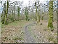 Bere Wood, bridleway