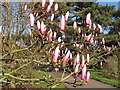 TQ1877 : Pink magnolia blooms, Kew Gardens by David Hawgood