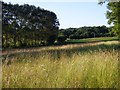 Grassland, St Mary Bourne