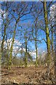 Old Trees and New Fence