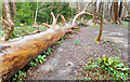 Fallen Tree in Chalk Pit Copse