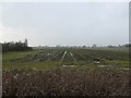 Croston Moss farmland near Moor House Farm