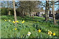 Daffodils at Great Mead, Lyndhurst