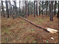 Conifer broken by yesterday