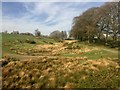 Grassy hollows in winter