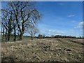 Trees along Ings Goit, east of Lady Bridge