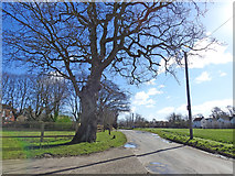 TG4022 : Sutton Road from Poplar Farm entrance by Adrian S Pye