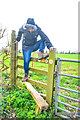 Taunton Deane : Grassy Field & Stile