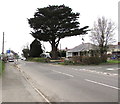 Dominant tree on a Haverfordwest corner