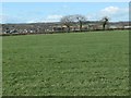 Trees on a field boundary, east of Well