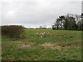 Waterlogged arable crop