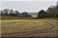 Winter cereal crop near Boyton Hall Farm