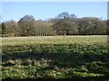 Grassland and wood, Vernhams Dean