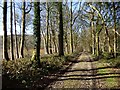 Track in woodland, Vernhams Dean