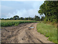 TQ6579 : Field edge farm track by Robin Webster