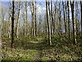 SU2963 : Path through woodland, Shalbourne by Andrew Smith