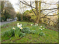 Daffodils by Newlaithes Road