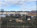 Allotments, Dinsdale