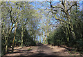 Centenary Walk near Bell Common