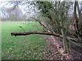 TQ0521 : Dead tree across footpath by Peter Holmes