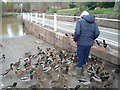 SO7680 : Duck Invasion at Arley by Fabian Musto