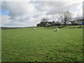 TA0951 : Sheep  and  Lambs  in  field  at  Coneygarth  Hill  Farm by Martin Dawes