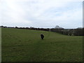 Footpath through Field