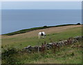 Horse at North Warren Cottage