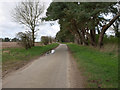 TL8099 : Looking westerly along minor country lane by David Pashley